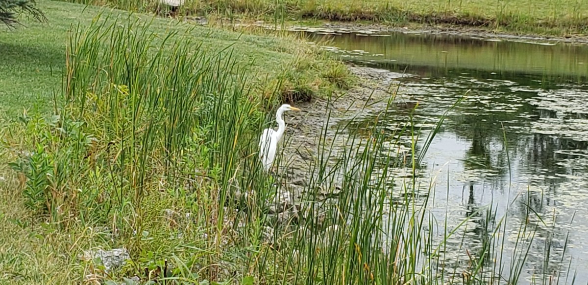 Witchiness in the Suburbs: The moon, a few trees, some birds, and a squirrel or&nbsp;two